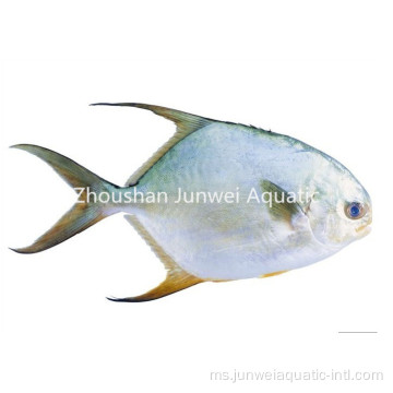 Pomfret emas beku segar